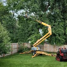 Best Arborist Consultation Services  in Morgan Hill, CA