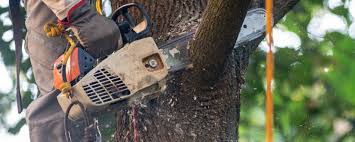 Best Lot and Land Clearing  in Morgan Hill, CA