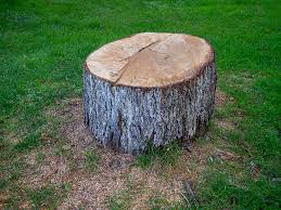 Best Emergency Tree Removal  in Morgan Hill, CA
