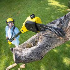 Best Storm Damage Tree Cleanup  in Morgan Hill, CA