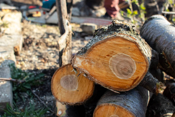 Trusted Morgan Hill, CA Tree Care Experts