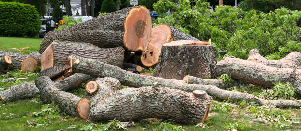 Best Tree and Shrub Care  in Morgan Hill, CA