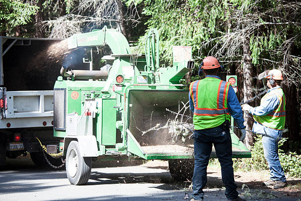Best Commercial Tree Services  in Morgan Hill, CA